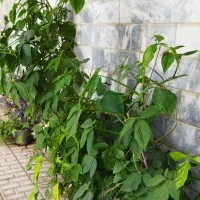 گل های زینتی و مبل تخت شو