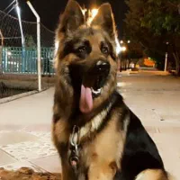 ژرمن شپرد نر