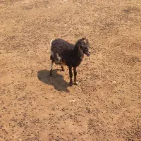 بره|حیوانات مزرعه|بندرعباس, |دیوار