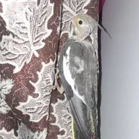 جوجه عروس هلندی