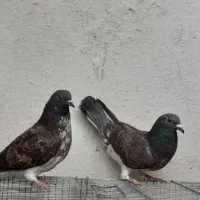 گروه خرید فروش کبوتر