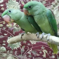 جوجه شاه طوطی|پرنده|تبریز, |دیوار