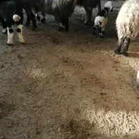 میش بره دار و آبستن و قوچ