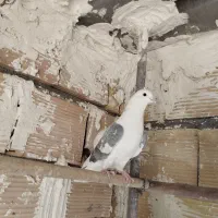 کفتر پرشی|حیوانات|قرچک, داوود آباد|دیوار