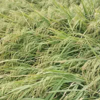 برنج طارم فجر