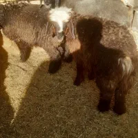 فروش ۳ راس بره|حیوانات مزرعه|مرودشت, کناره|دیوار