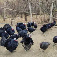 بوقلمون محلی و ارگانیک