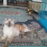 گربه نژاد هیمالین