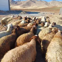 ۴۰ تا گوسفند آبستن سنگین همه شیره دار و جوان|حیوانات مزرعه|سنندج, |دیوار