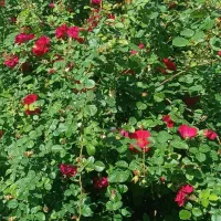 خدمات باغبانی|خدمات باغبانی و درختکاری|قم, پردیسان|دیوار