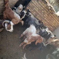 گوسفند|حیوانات مزرعه|بم, |دیوار