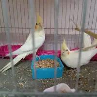 عروس هلندی لوتینو سه ماهه دون خور|پرنده|قم, شهرک فاطمیه|دیوار