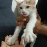 واگزاری رایگان