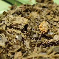 ذرت علوفه ای