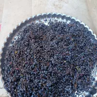 زرشک کوهی