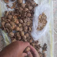 گردو بوانات|حراج|شیراز, فرهنگ شهر|دیوار