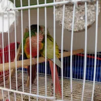 ۳ جفت گیرینچیک  مولد کار داده