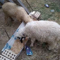 دو عدد بره یکی نر یکی ماده