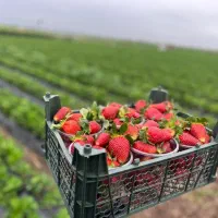 کار در کارگاه تولید سبد میوه