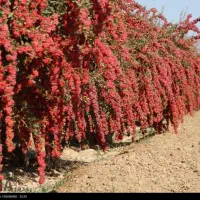 زرشک تازه|خوردنی و آشامیدنی|قم, شهرک مهدیه|دیوار