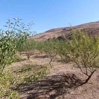 باغ ۲۰۰۰ متری در منطقه خوش آبوهوای سیوان|فروش دفتر صنعتی، کشاورزی، تجاری|مرند, |دیوار