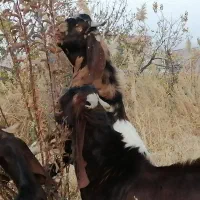 فروش تعدادی بزغاله اصل و یک نر ویک بز|حیوانات مزرعه|بوکان, |دیوار