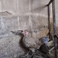 مرغ