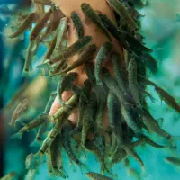 ماهی دکتر فیش یا گاراروفا