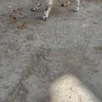 سگ پاکوتاه