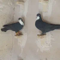 کبوتر پلاکی