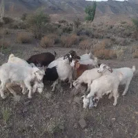 چند راس بز و گیسه