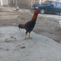 خروس لاری هشت ماه|حیوانات مزرعه|بوکان, |دیوار