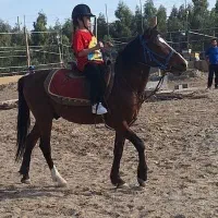 آموزش و پانسیون اسب