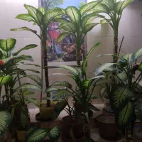 گل دیفن|گل و گیاه طبیعی|کوه چنار, |دیوار