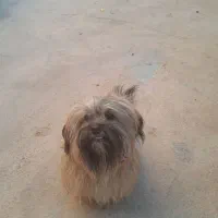 سگ باهوش وحرف گوش کن وبامزه