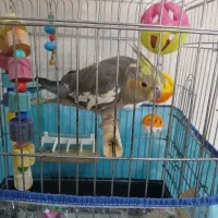 فروش|پرنده|شهریار, کهنز|دیوار