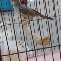 سهره معاوضه با کفتر