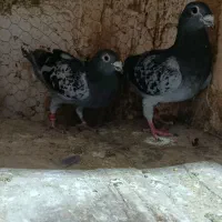 کفتر پلاکی مسافتی|پرنده|مشهد, پنجتن|دیوار