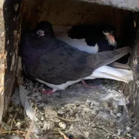 کبوتر شهری گلدار|پرنده|شیراز, کاراندیش|دیوار