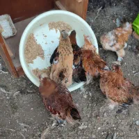 فروش جوجه های کاکلی جهادی و فروش جوجه های پاپری