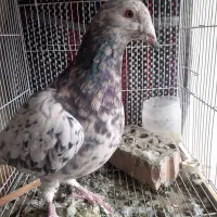 تماس|پرنده|مشهد, کشف|دیوار