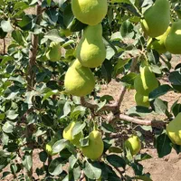 نهال و نهالستان سبلان سبز تختی|خدمات باغبانی و درختکاری|اردبیل, |دیوار