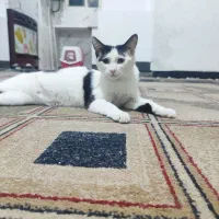 واگذاری گربه