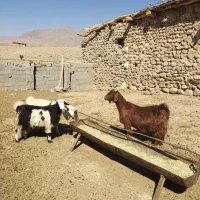 فروش نه راس بز جوان ترکی برای داشت. همه آبستن|حیوانات مزرعه|پادنا علیا, |دیوار