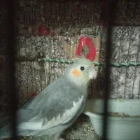 عروس هلندی 3 عدد جوجه دانه خور