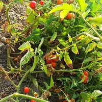 گوجه ریز عالی|گل و گیاه طبیعی|آق قلا, |دیوار