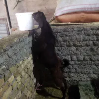 بزغاله نر|حیوانات مزرعه|زاغه, |دیوار