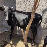 گاو|حیوانات مزرعه|نرماشیر, |دیوار