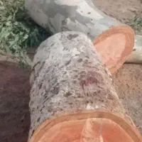 خریدار انواع چوب|خدمات باغبانی و درختکاری|مسجد سلیمان, |دیوار