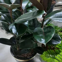 گل آپارتمانی گلدان کود خاک سم چهارپایه استند|گل و گیاه طبیعی|الوند, |دیوار